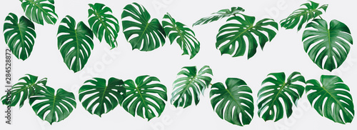 Green fresh Monstera leaf set isolated on light gray wall background  Monstera Deliciousa leaves is a tropical tree that can be grown indoors  Summer and spring concept  High quality image.