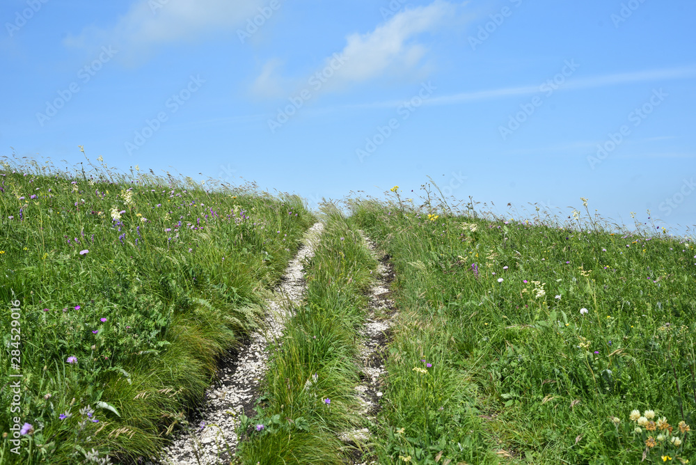 Fototapeta premium Lane in meadow and deep blue sky. Nature design. Very summer landscape. the road in rural areas. field on a background of the blue sky.