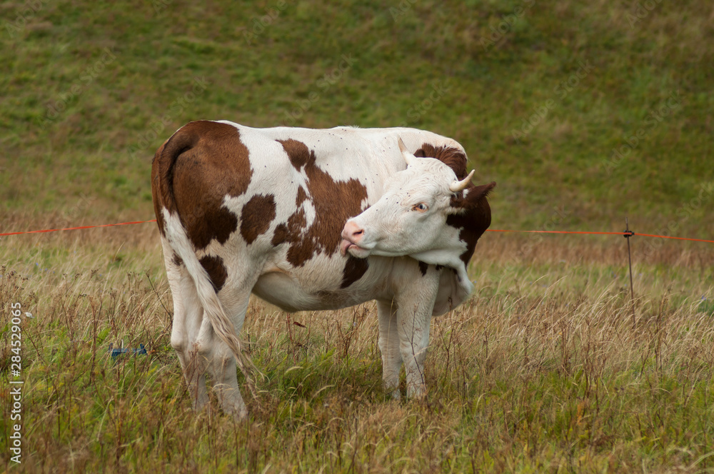 portrait of brown and white cow  in a meadow