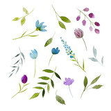 Floral elements. Meadow flowers and leaves. Watercolor illustration