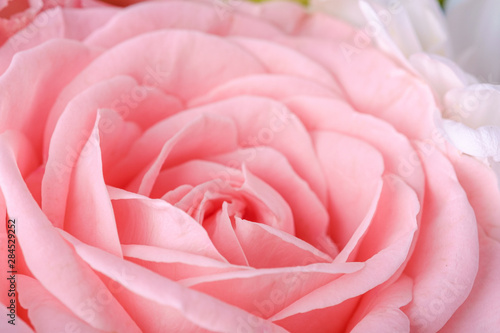 Pink tender elegant flower rose close up, macro