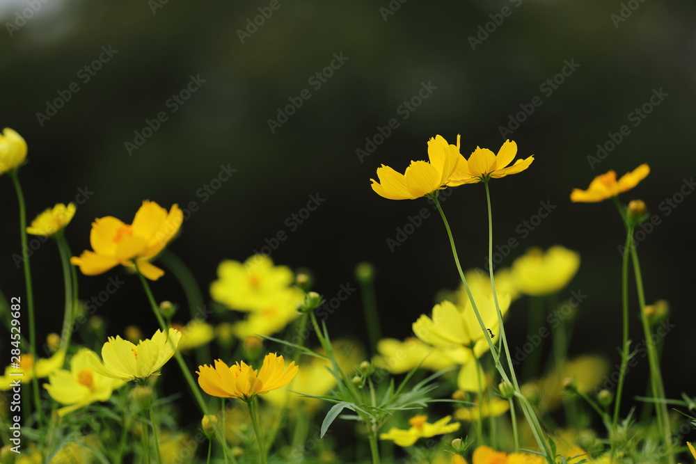 Obraz premium キバナコスモス（レモンブライト）