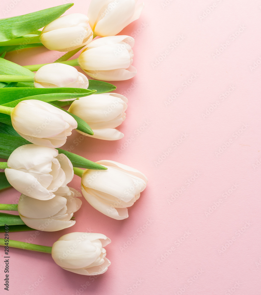 White tender tulips on lightpink background.