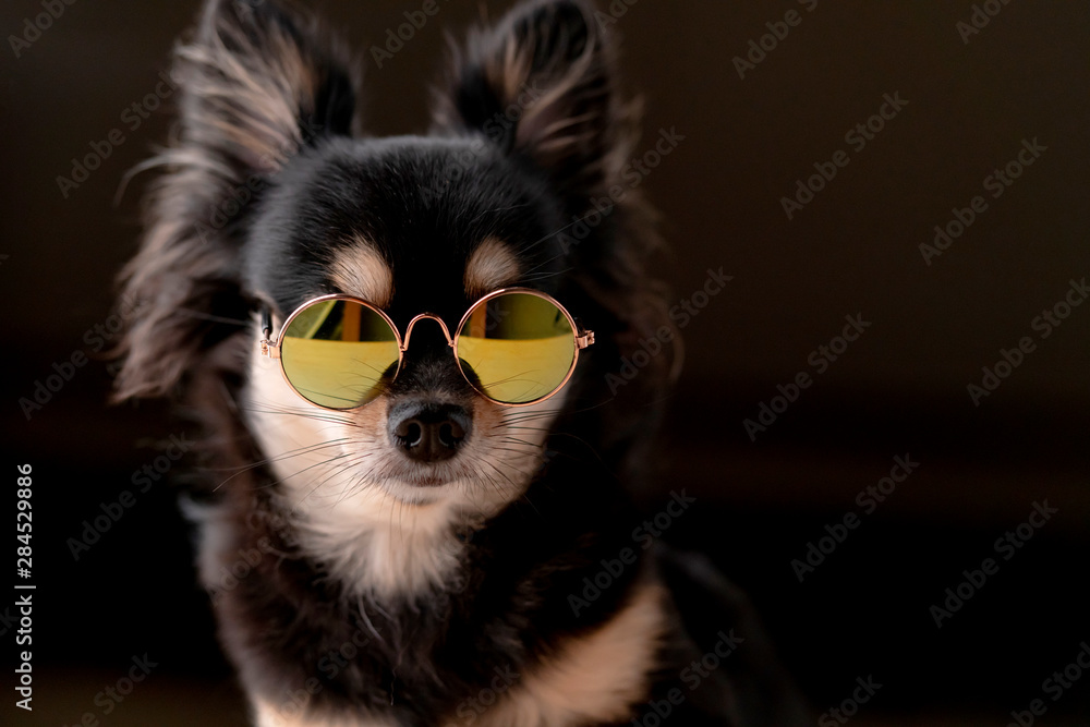 cute black fur color chihuahua wear round sun glasses shooting in studio black isolate background