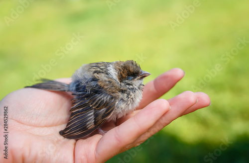 cute little rescued chick wet Sparrow with ruffled feathers, sitting on a caring human hands in the Sunny garden