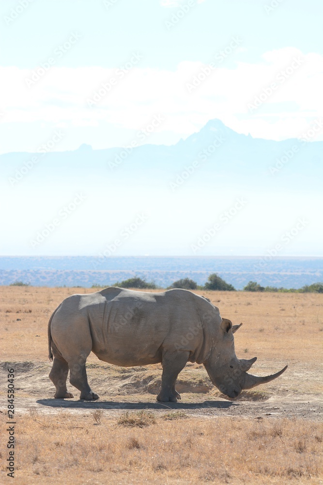 Fototapeta premium Rhino with Mt.Kenya