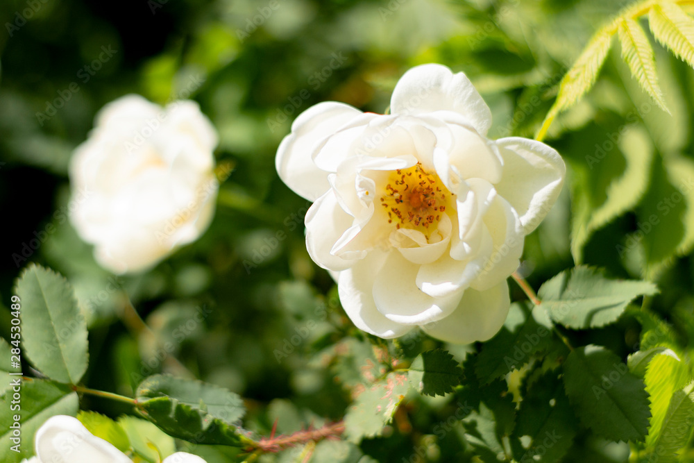 Very beautiful white rosehip flowers blooming on a bush Very beautiful white rosehip flowers blooming on a bush
