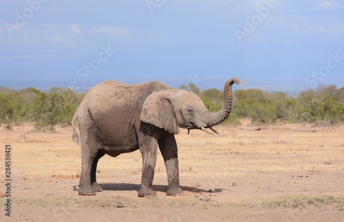 Elephant in Kenya © KO SHIMADA