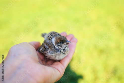  cute chubby little rescued chick Sparrow sitting on the caring hands of a girl in a Sunny garden photo