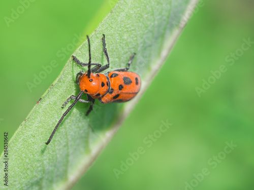 Ladybug on Leaf Orange Beetle on Green Leaf Isolated