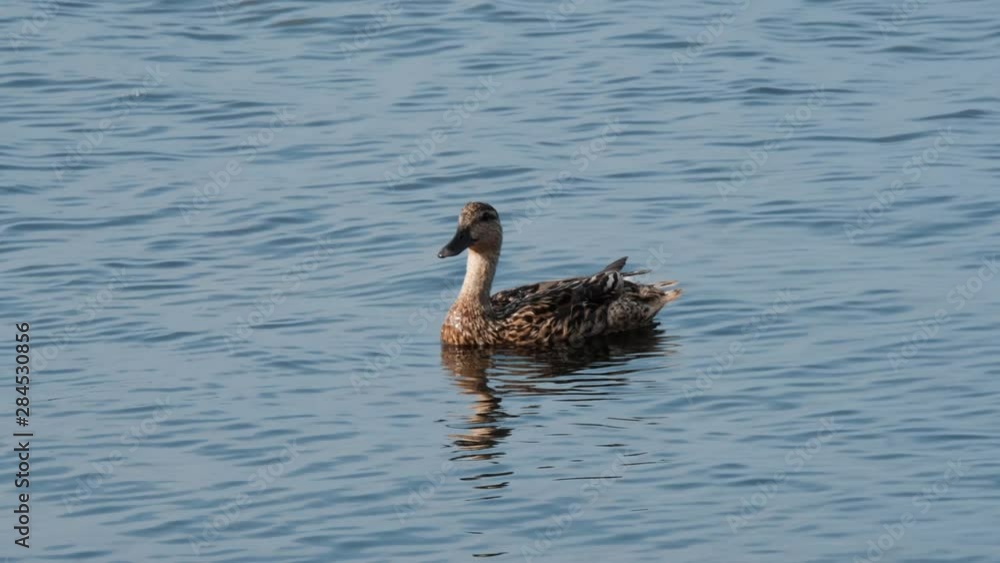 Female Mallard in water Female Mallard in water