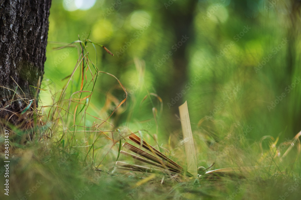 Obraz premium The old book lies on the grass in the Park