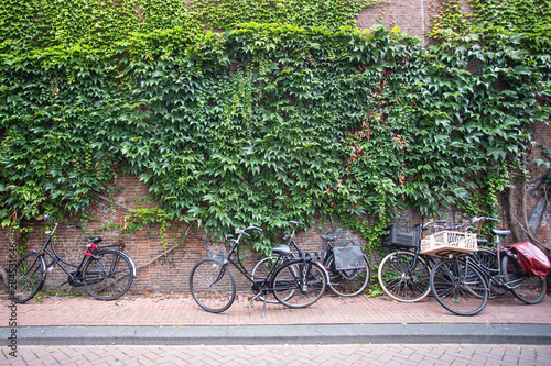 street scene from Amsterdam with bicycles against ivy covered brick wall