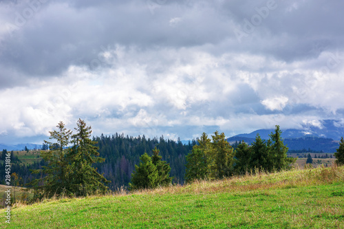 spruce forests on rolling hills. september weather with cloudy sky. mountain ridge in the distance. grassy meadow