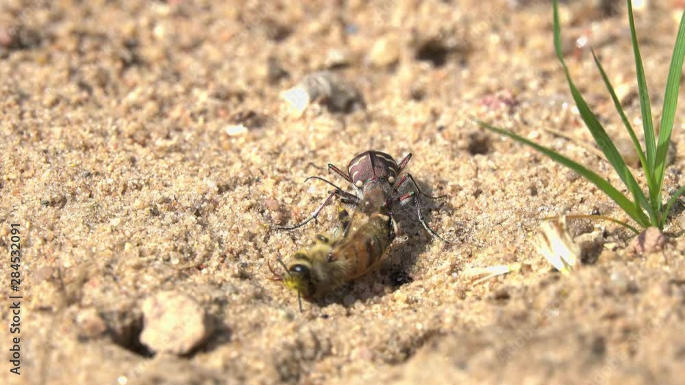 Northern Dune Tiger Beetle (Cicindela hybrida) eats a dead bee, then actively moves its own mandibules Northern Dune Tiger Beetle (Cicindela hybrida) eats a dead bee, then actively moves its own mandibules