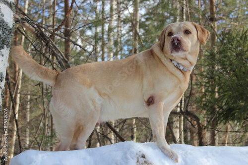 Labrador Retriever in the winter forest