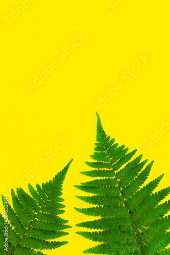 Tropical summer background. Fern leaves on a yellow bright background. Copy space  flat lay