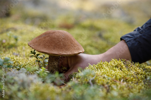 mushroom with roots in hand in a pine forest. picking mushrooms without a knife. photo