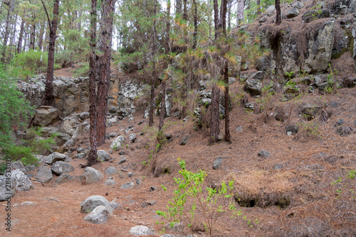 Dense, beautiful forest on the island of Tenerife. photo