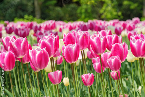 Fototapeta Naklejka Na Ścianę i Meble -  pink tulips in the garden