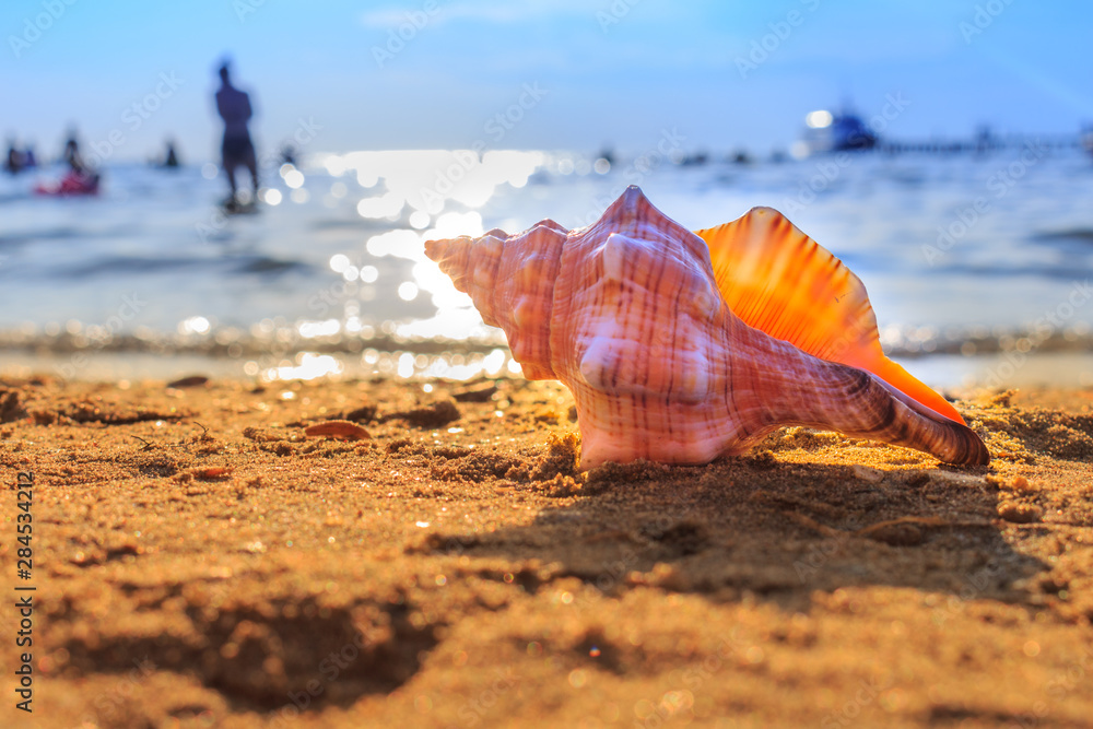 shell on the beach shell on the beach