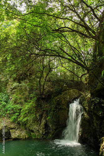 waterfall in forest - Shizuoka, Japan