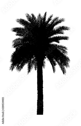 Palm tree silhouette Ornamental plants beautiful on white background