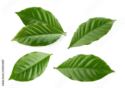 coffee leaves isolated white background photo