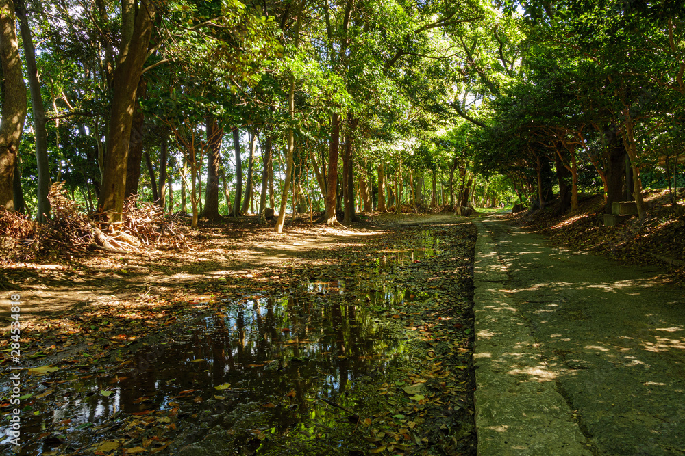 path in the park after rain path in the park after rain