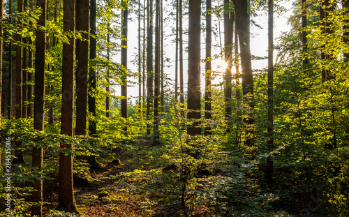 Sunlight in a Mixed forest, Bavaria, Germany photo