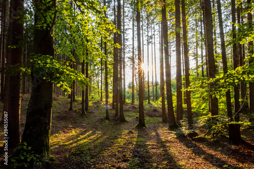 Sunlight in a Mixed forest, Bavaria, Germany