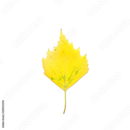 Autumn leaf isolated on white background. - Image