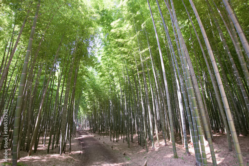 宇都宮市 若山農場の孟宗竹