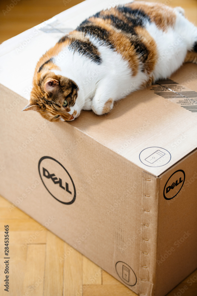 PARIS, FRANCE - AUG6: Cat sleeping on the new Dell Computer workstation  cardboard box delivered by courier and left by the door Stock-foto | Adobe  Stock