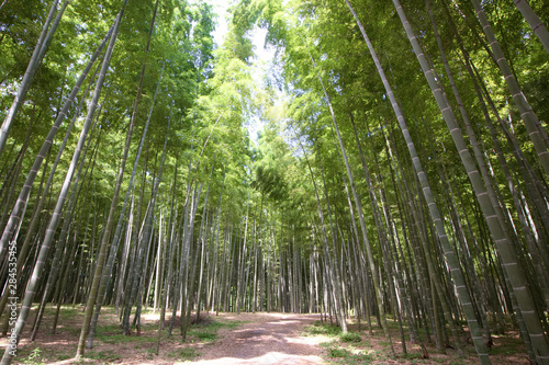 宇都宮市 若山農場の孟宗竹