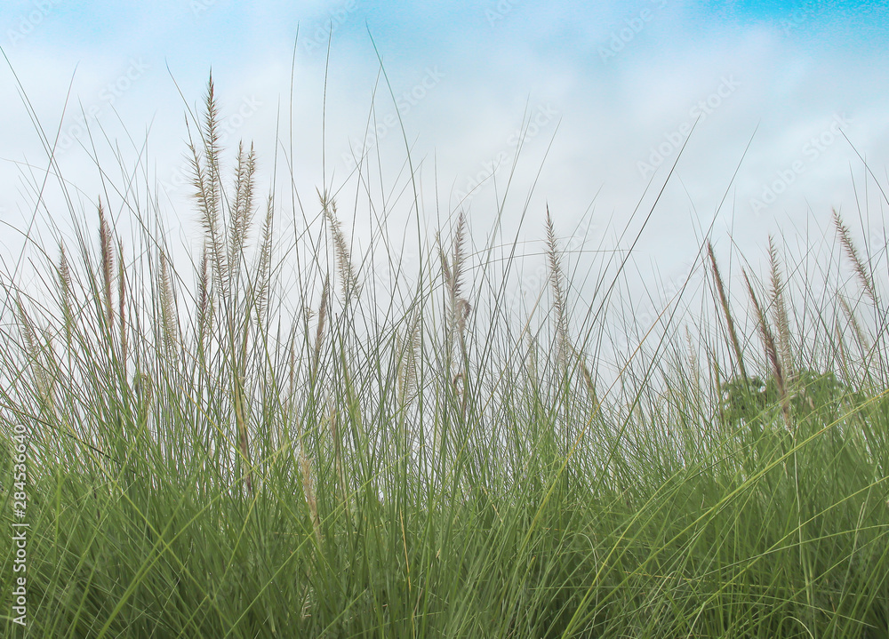 Needle grass flowers  blooming  green  field and light wind on blue sky soft white clouds natural on background