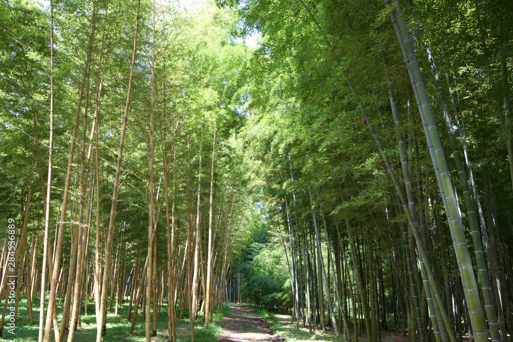 Obraz premium 宇都宮市 若山農場の孟宗竹と金明孟宗竹