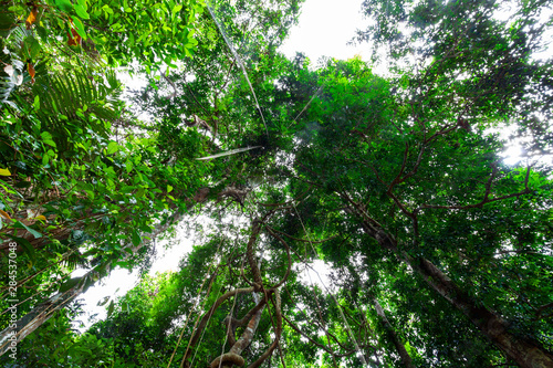 Lianas dangling and sunlight from the rainforest canopy in phuket thailand