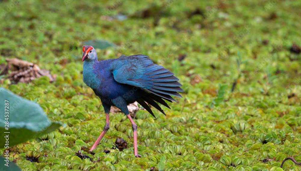Purple swamp hen feeding on a marshy water in Sri Lanka Purple swamp hen feeding on a marshy water in Sri Lanka