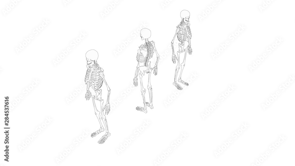 Skeleton multiple views of a human computer renderd skeleton, Skeleton multiple views of a human computer renderd skeleton,