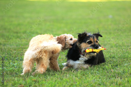 Pudelwelpe und Terrier spielen miteinander © Eileen Kumpf