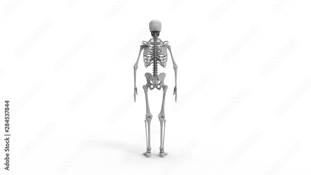 Skeleton multiple views of a human computer renderd skeleton, Skeleton multiple views of a human computer renderd skeleton,