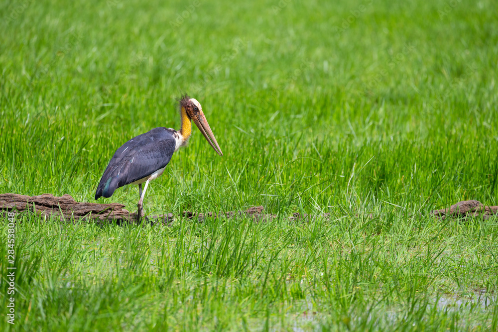Naklejka premium Lesser Adjutant looking for its meal in a marsh in Wilpatthu national park in sri lanka