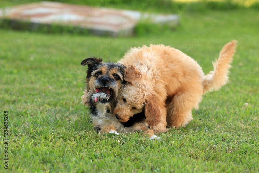 Pudelwelpe und Terrier spielen miteinander