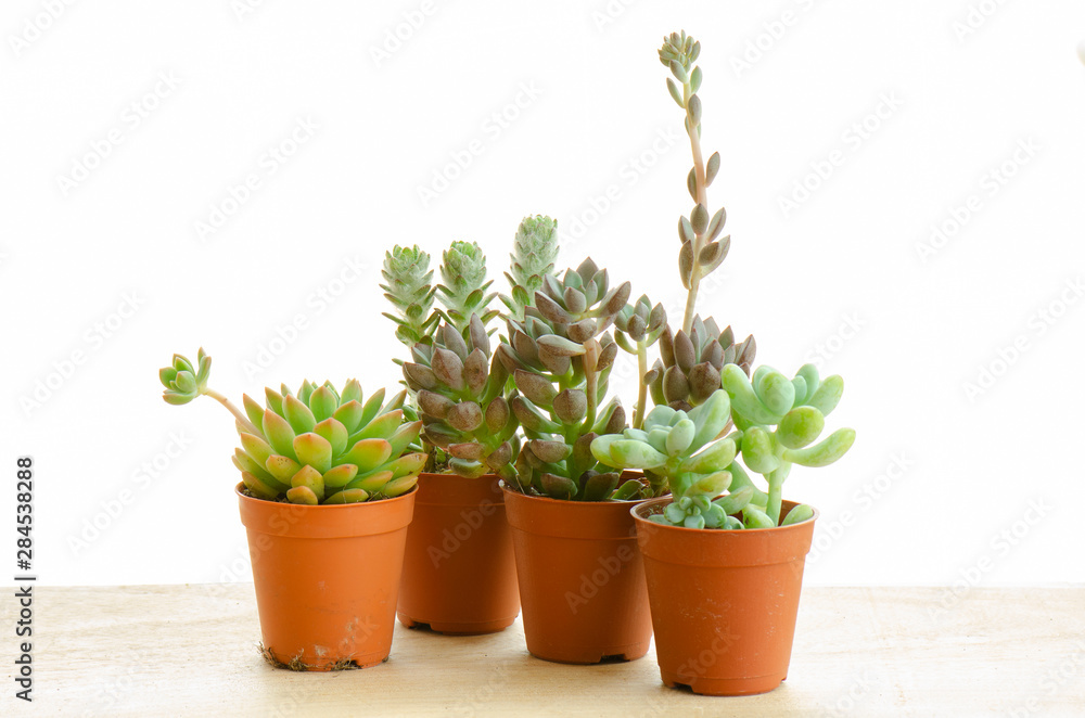 Mix of Echeveria Succulent Flowering Plant Clay Pots on Wood Table Top ,White Background
