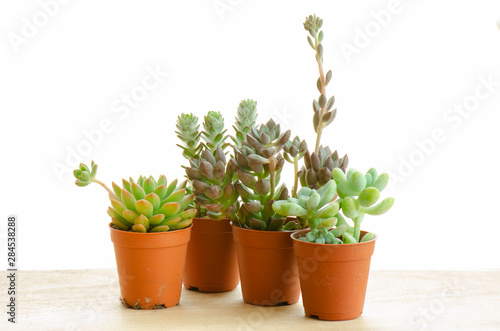 Mix of Echeveria Succulent Flowering Plant Clay Pots on Wood Table Top  White Background