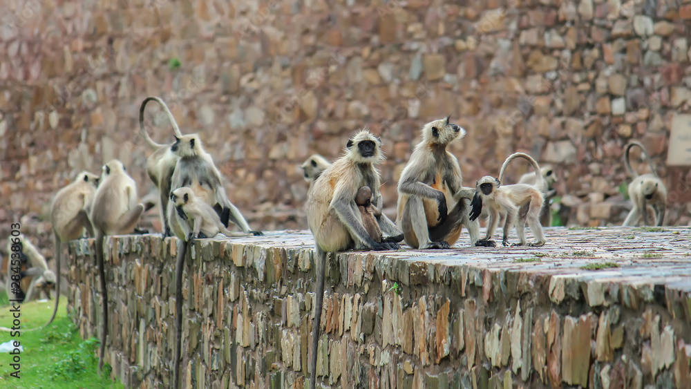 Obraz premium black indian monkey