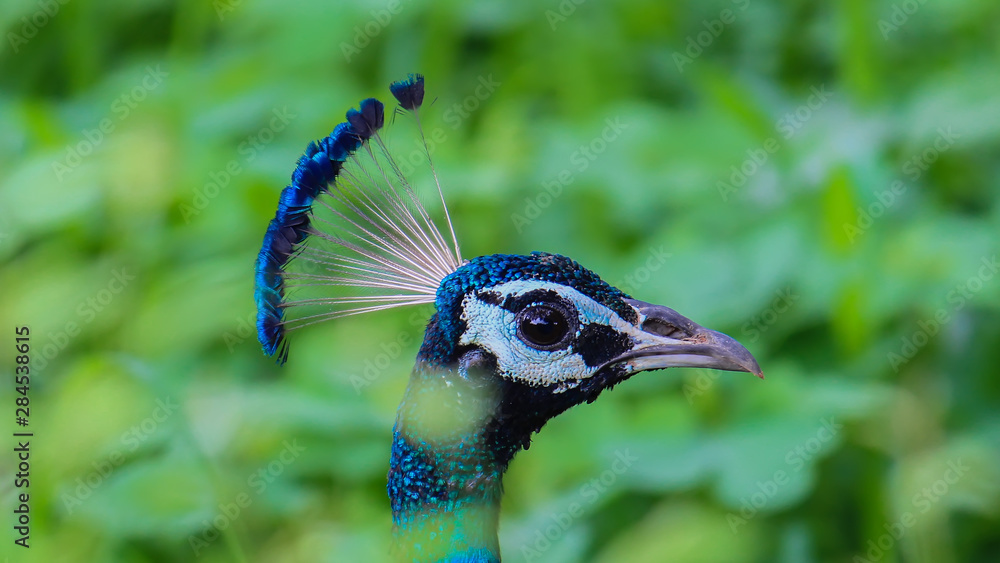 peacock potrait