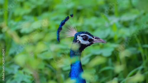 peacock at at sariska national park