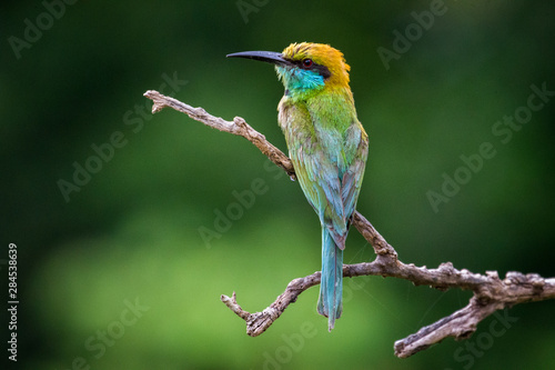 Little Green Bee-eater perched in a tree with a Bokeh background